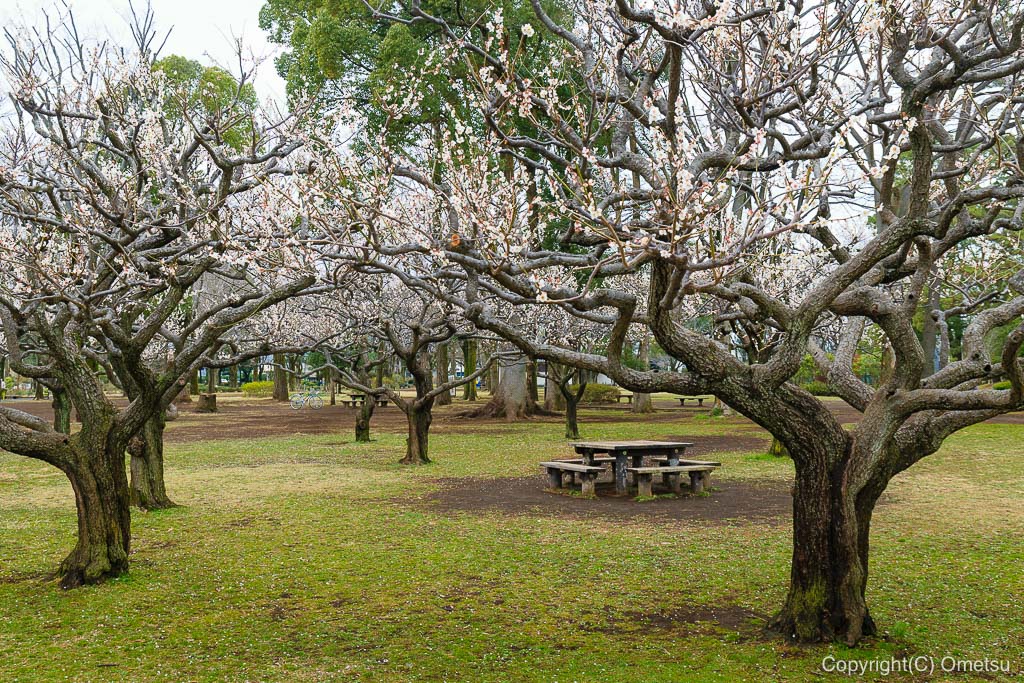 青梅市・わかぐさ公園の、梅