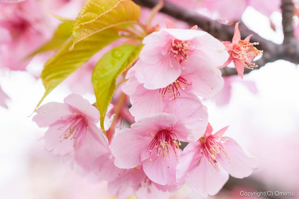 青梅市・わかぐさ公園の、河津桜