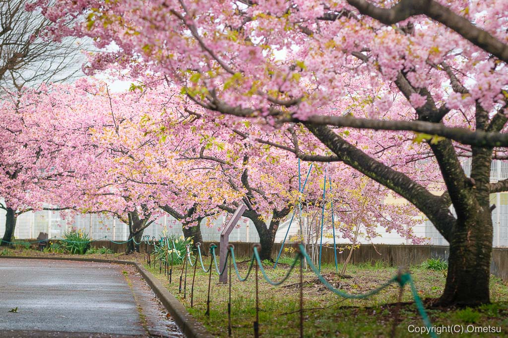 青梅市・わかぐさ公園の、河津桜の並木