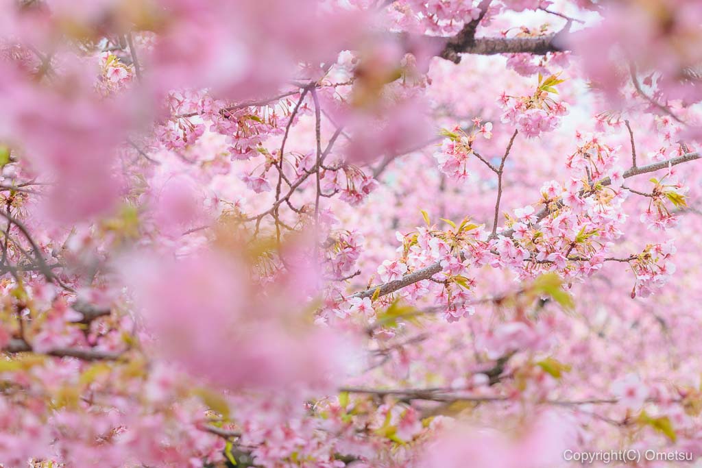 青梅市・わかぐさ公園の、河津桜