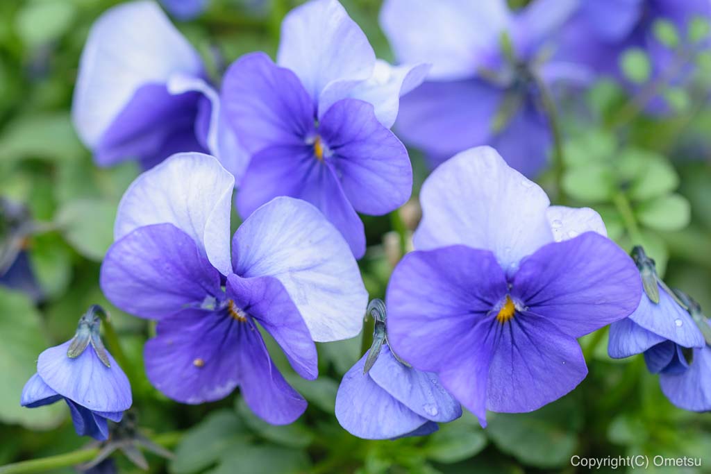 青梅市・わかぐさ公園の、花壇の花