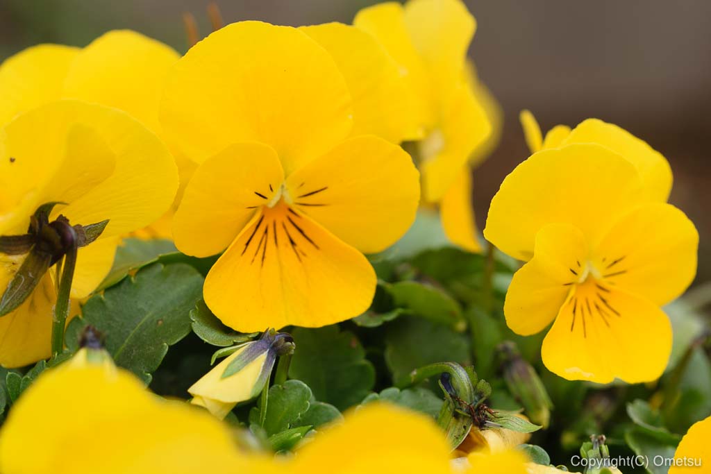 青梅市・わかぐさ公園の、花壇の花