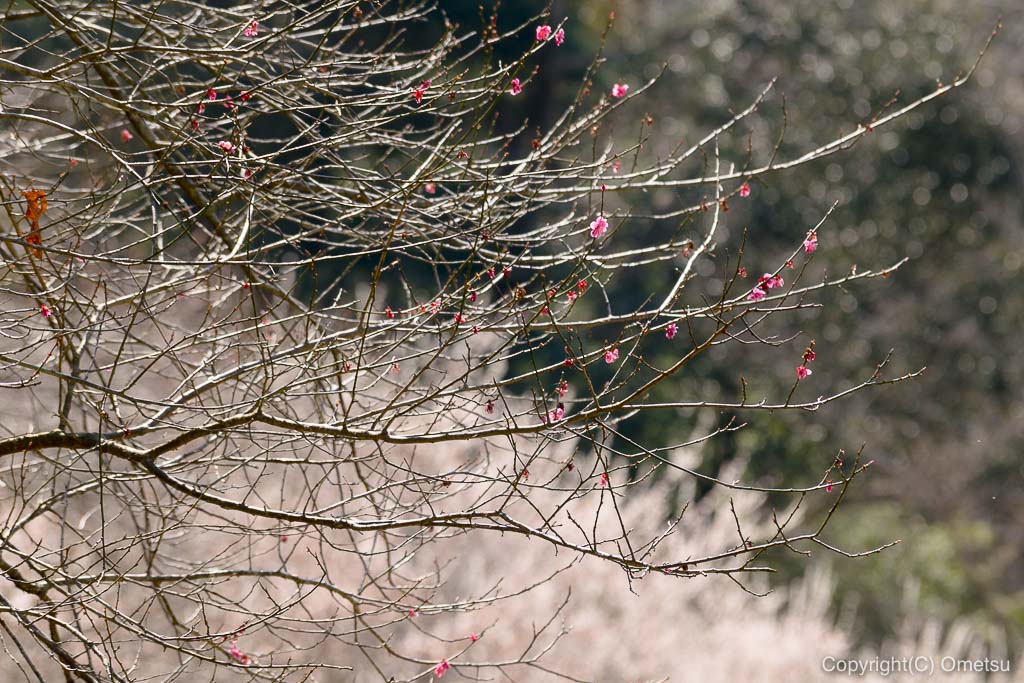 あきる野市郊外の小峰公園の梅