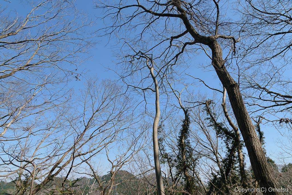 あきる野市郊外の、小峰公園の木
