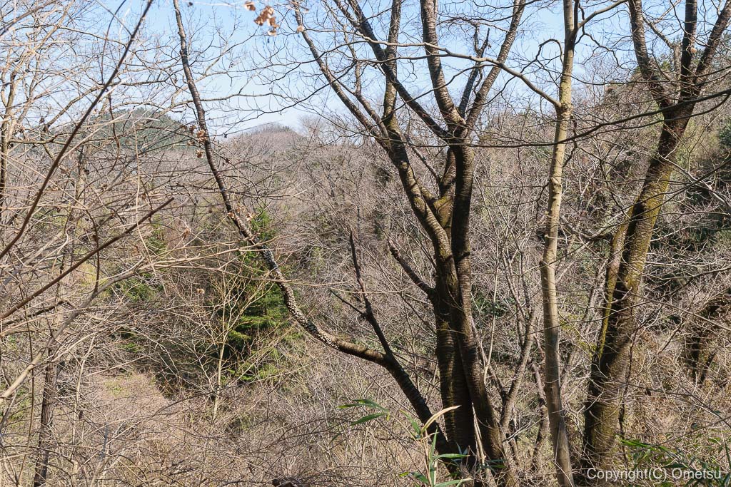 あきる野市郊外の小峰公園の、雑木林