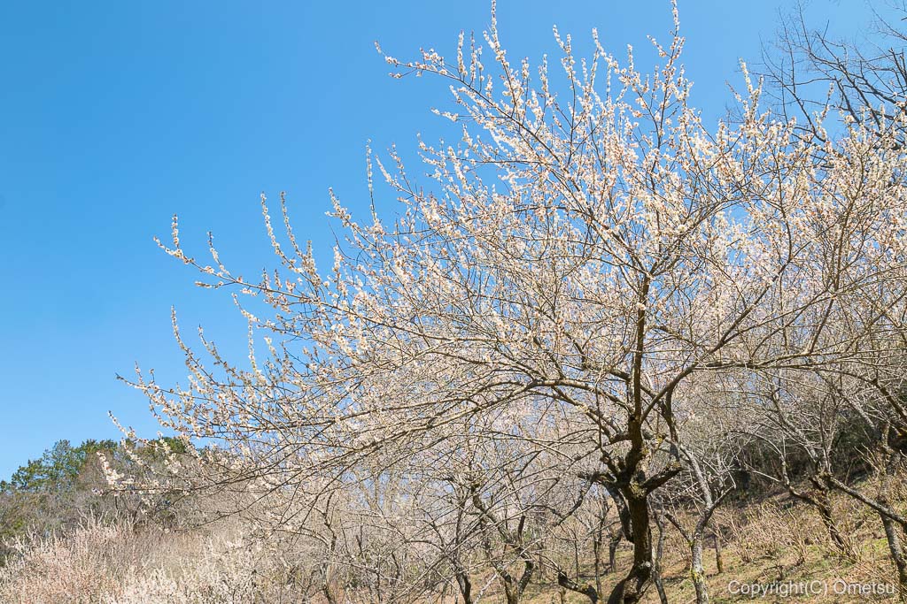 あきる野市郊外の小峰公園の梅