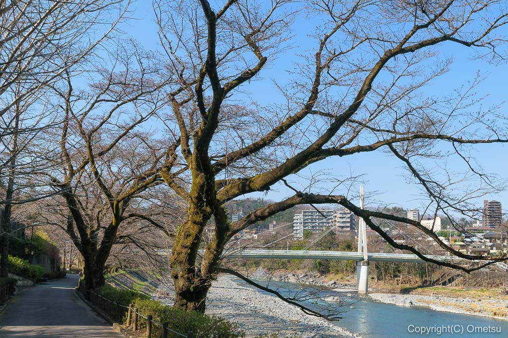 青梅・釜の淵公園 の、ソメイヨシノ