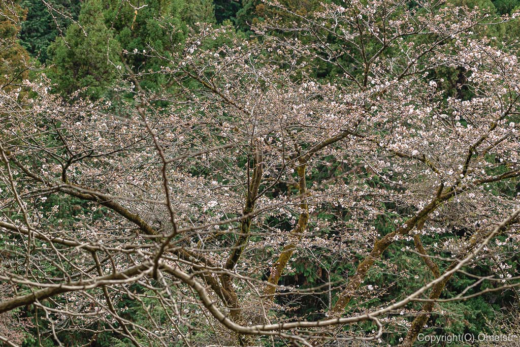 青梅・天祖神社の、山桜
