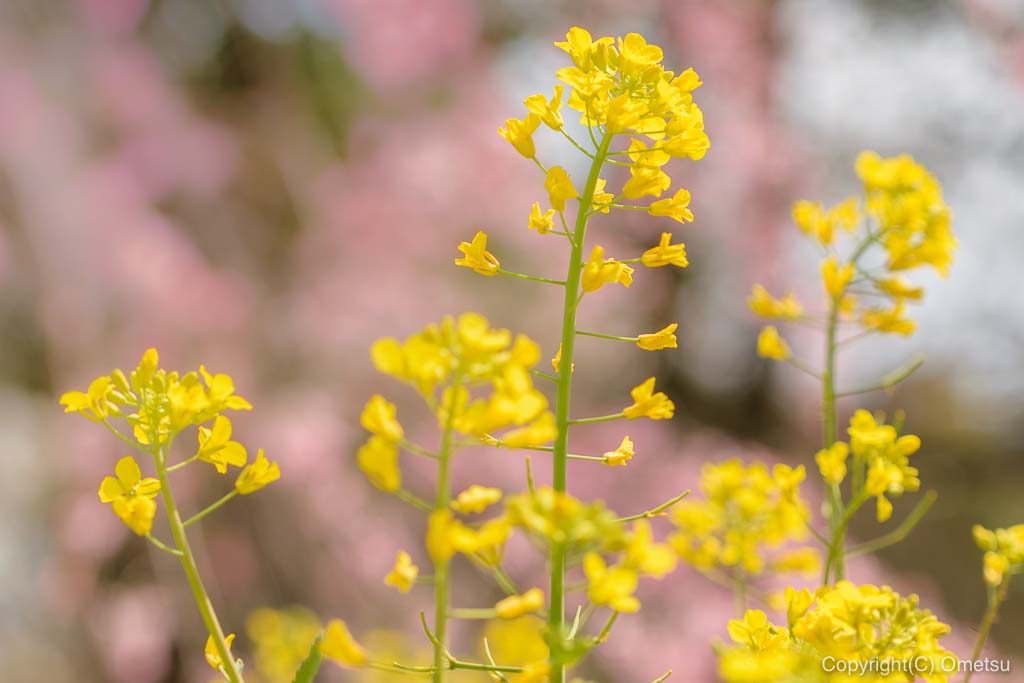 みずほエコパークの、菜の花