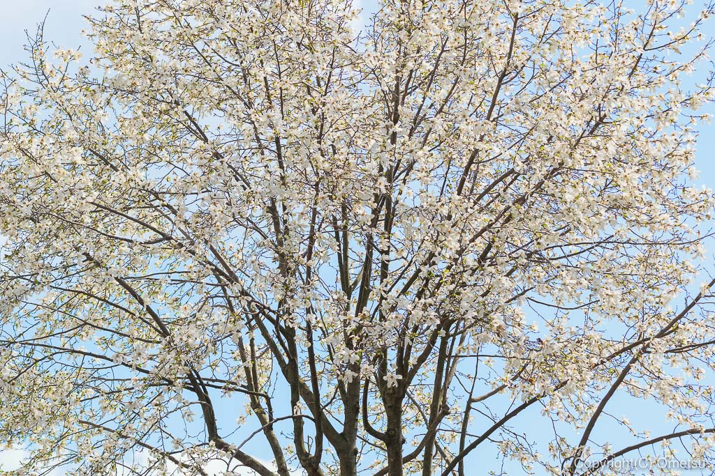 みずほエコパークの桜