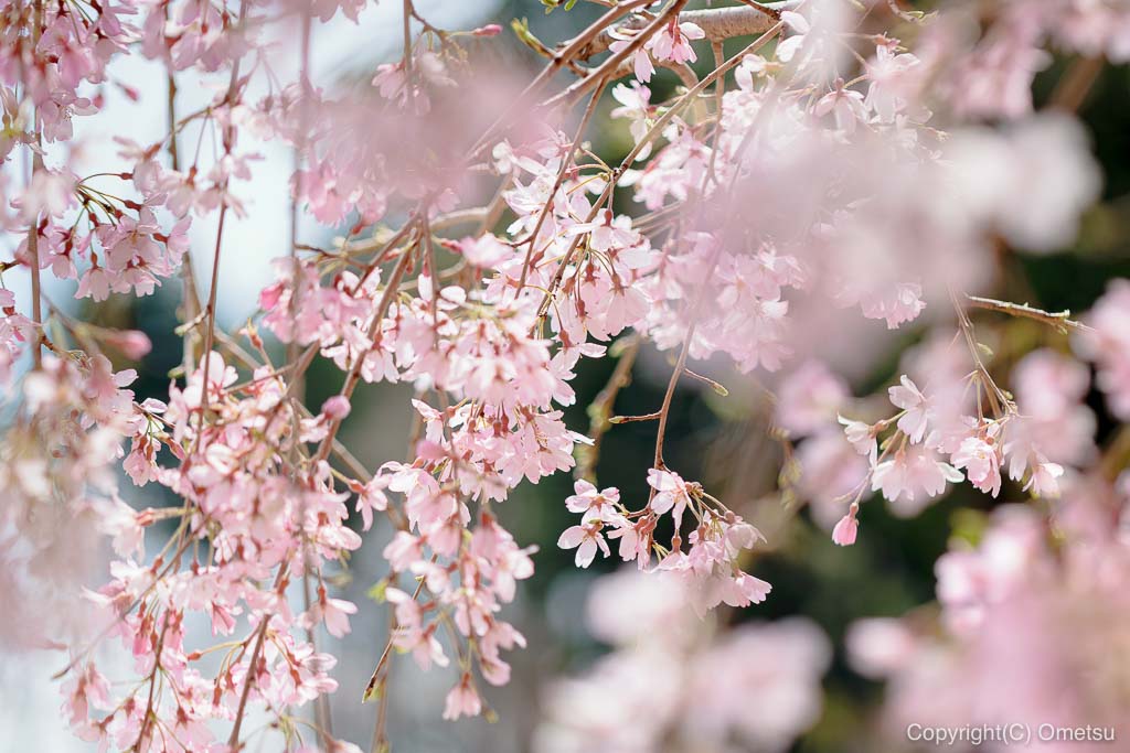みずほエコパークのしだれ桜