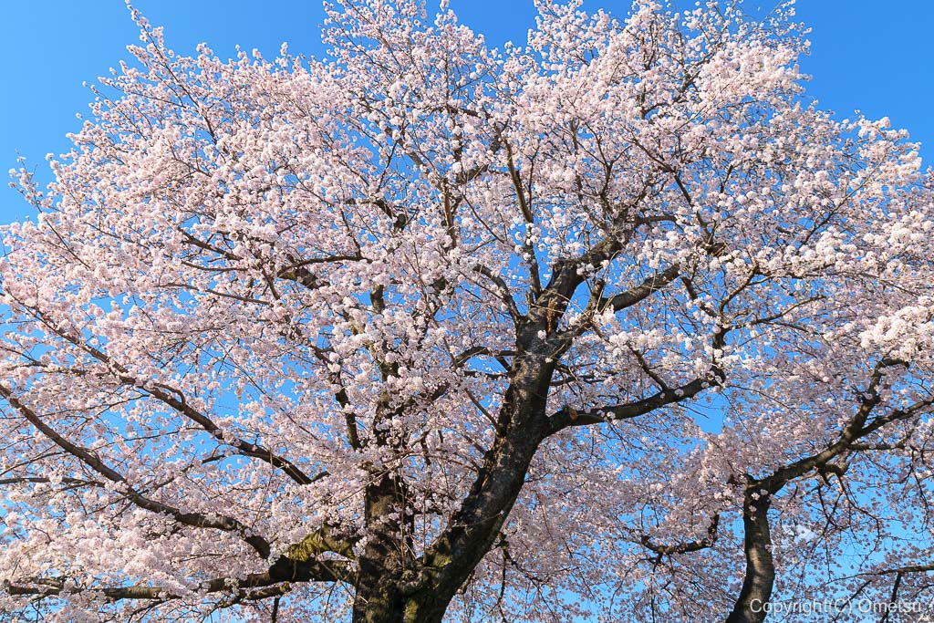 青梅市立 霞台小学校の桜