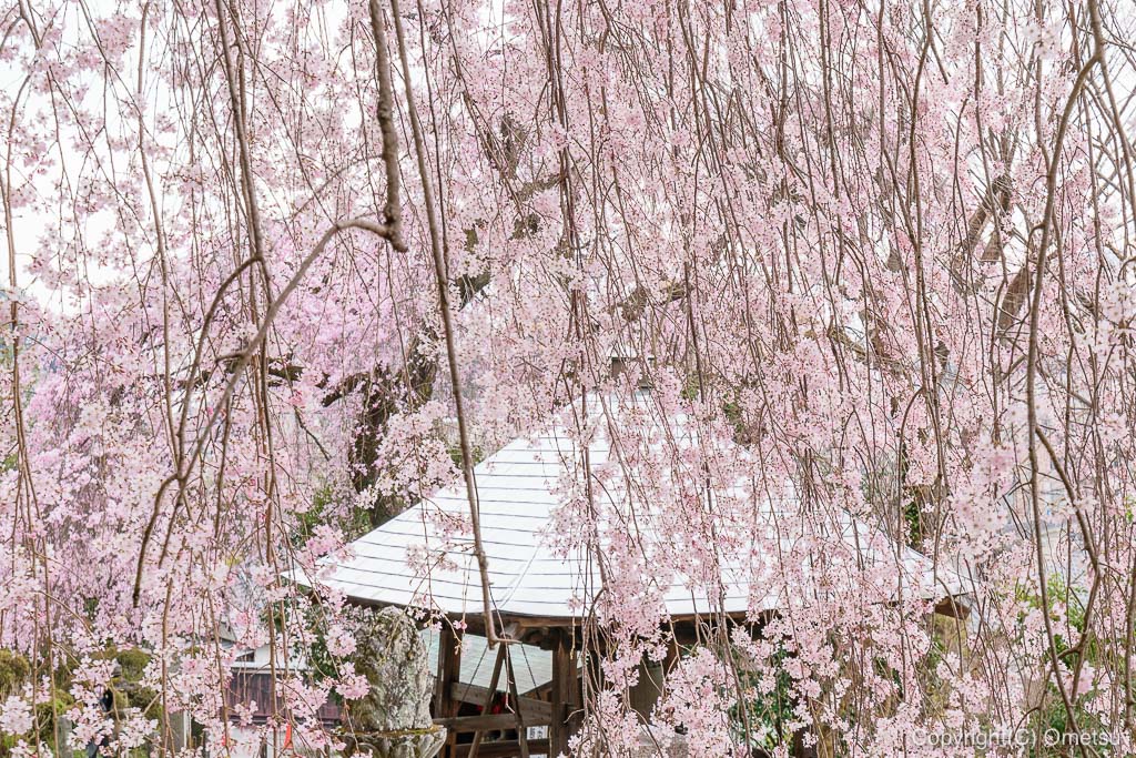 青梅・梅岩寺のしだれ桜