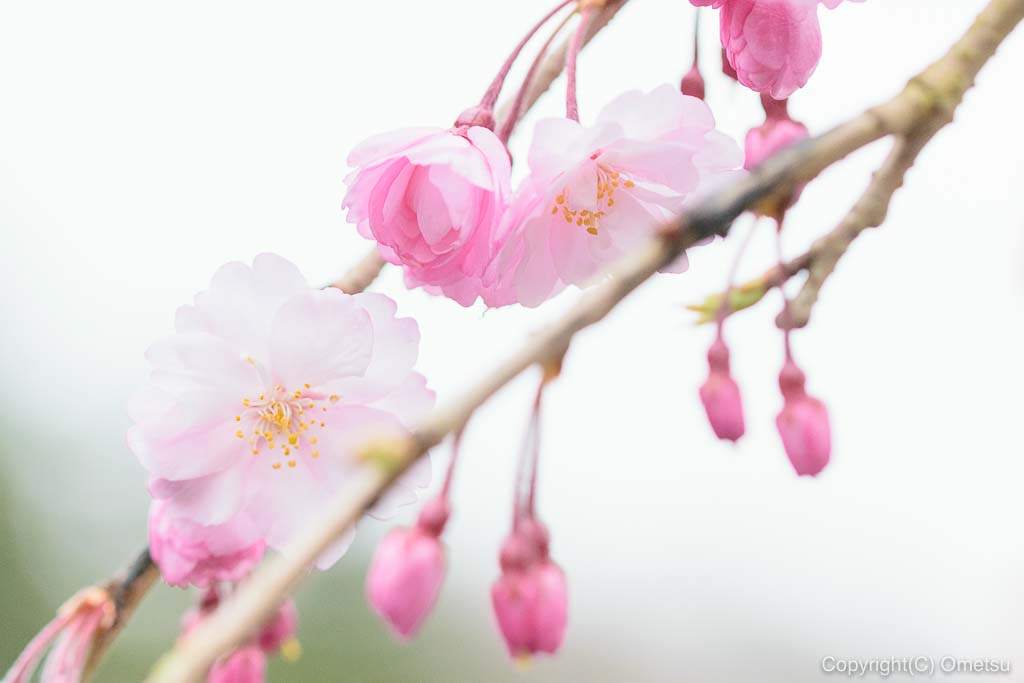 青梅・梅岩寺のしだれ桜のアップ