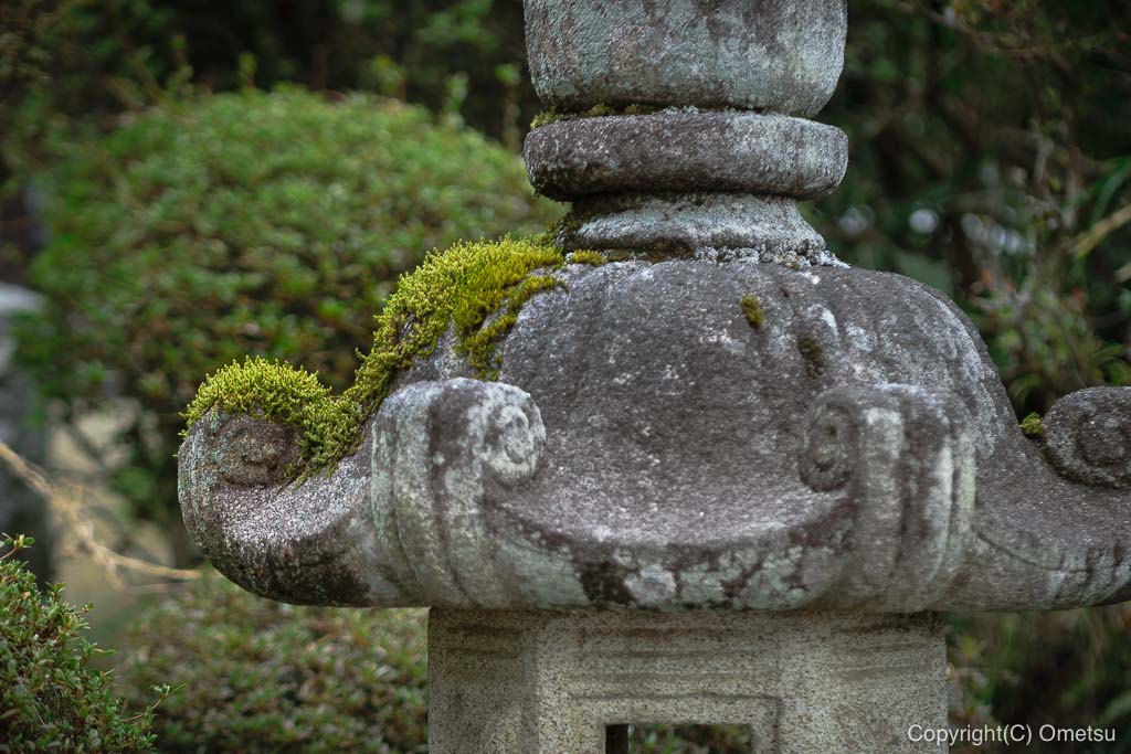 青梅・梅岩寺の苔