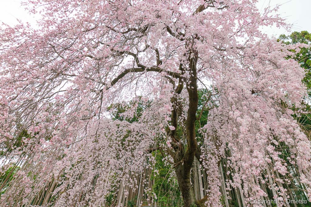 青梅・梅岩寺のしだれ桜