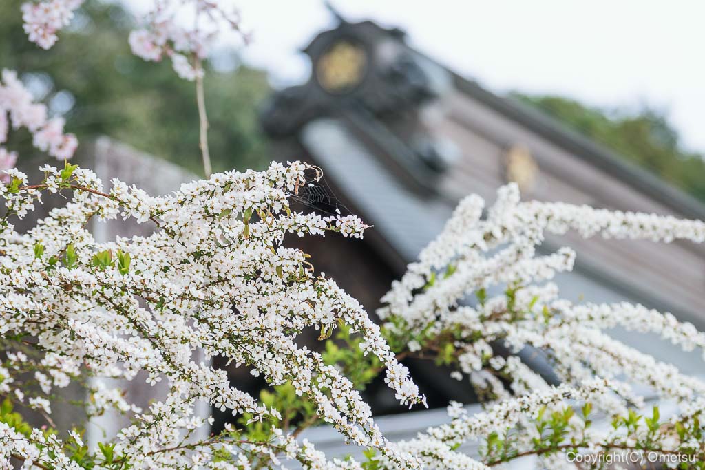 青梅・梅岩寺のユキヤナギ
