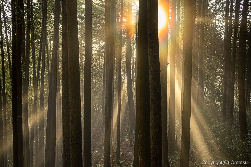 日の出山・登山道の、森の光芒