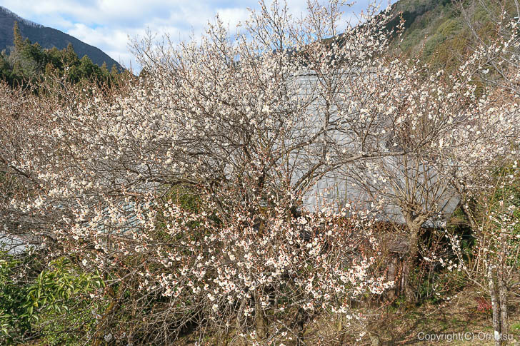 奥多摩町・寸庭地区の梅