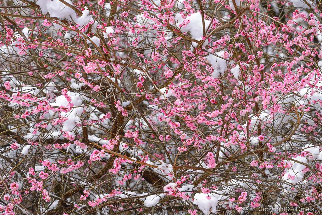 青梅市・御岳山の、雪が積もる梅
