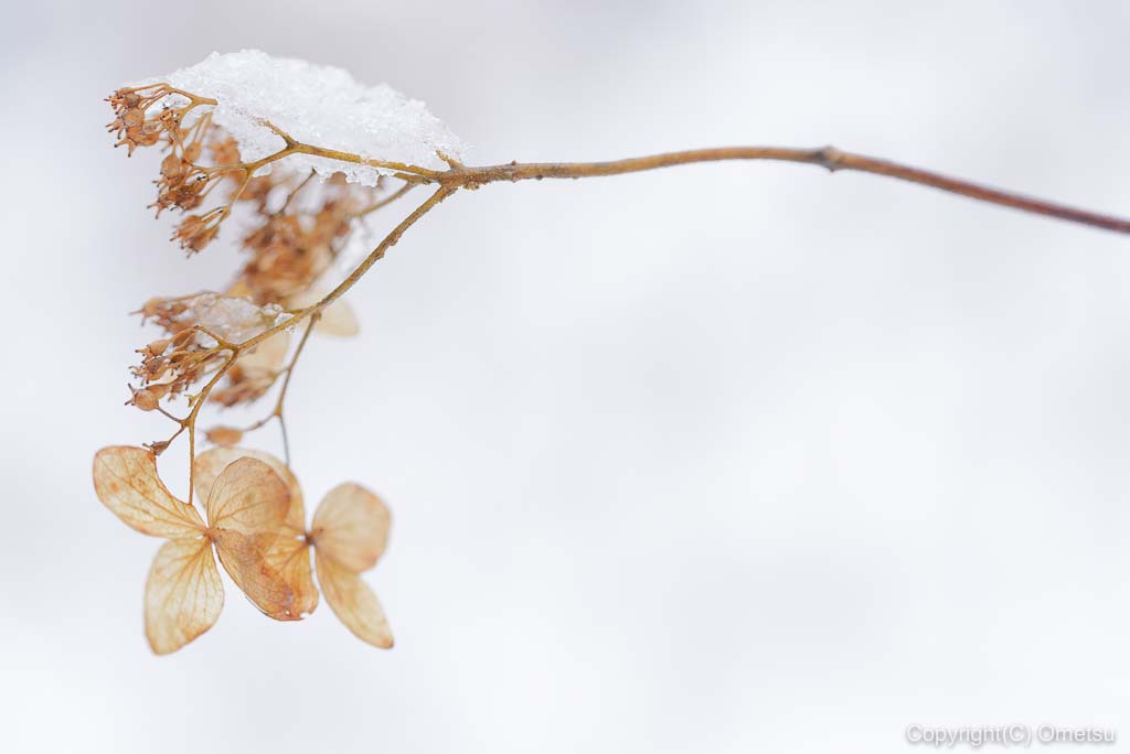 青梅市・御岳山、雪のロックガーデンの、枯れた紫陽花