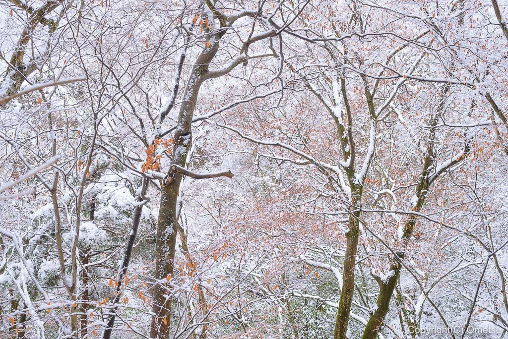 青梅市・御岳山、雪の森