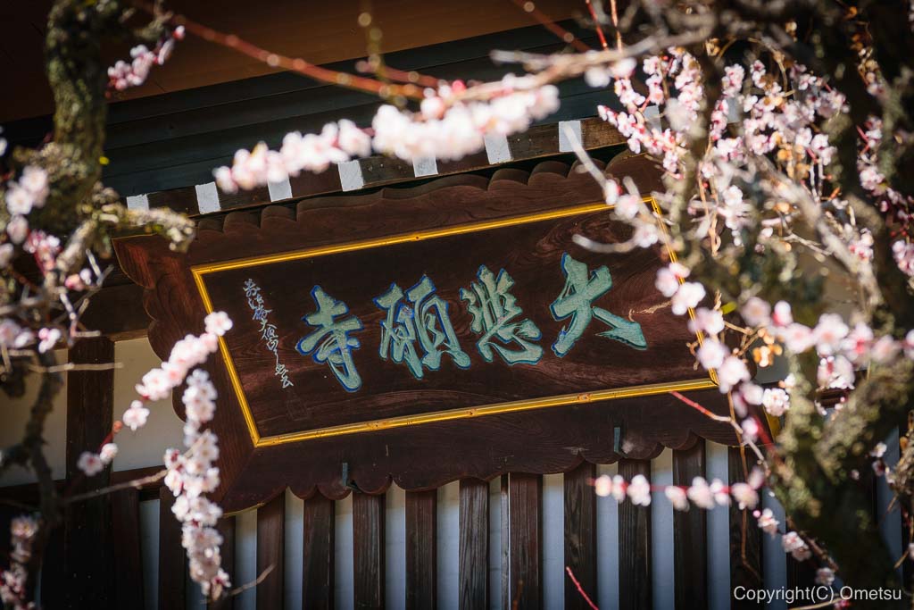 あきる野市・大悲願寺の、本堂と梅