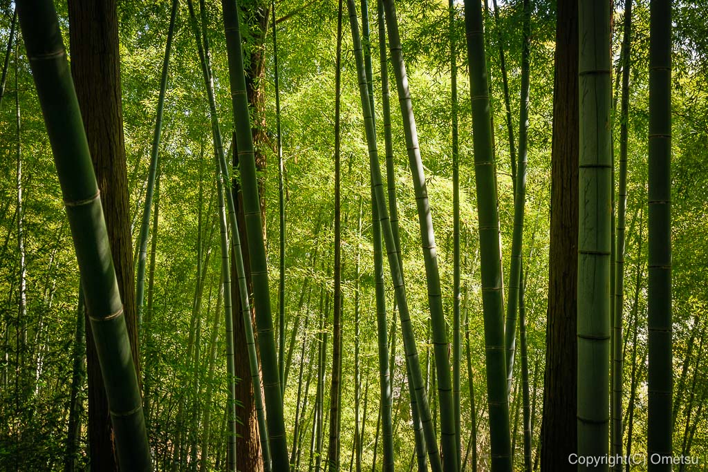 あきる野市・大悲願寺の、竹林
