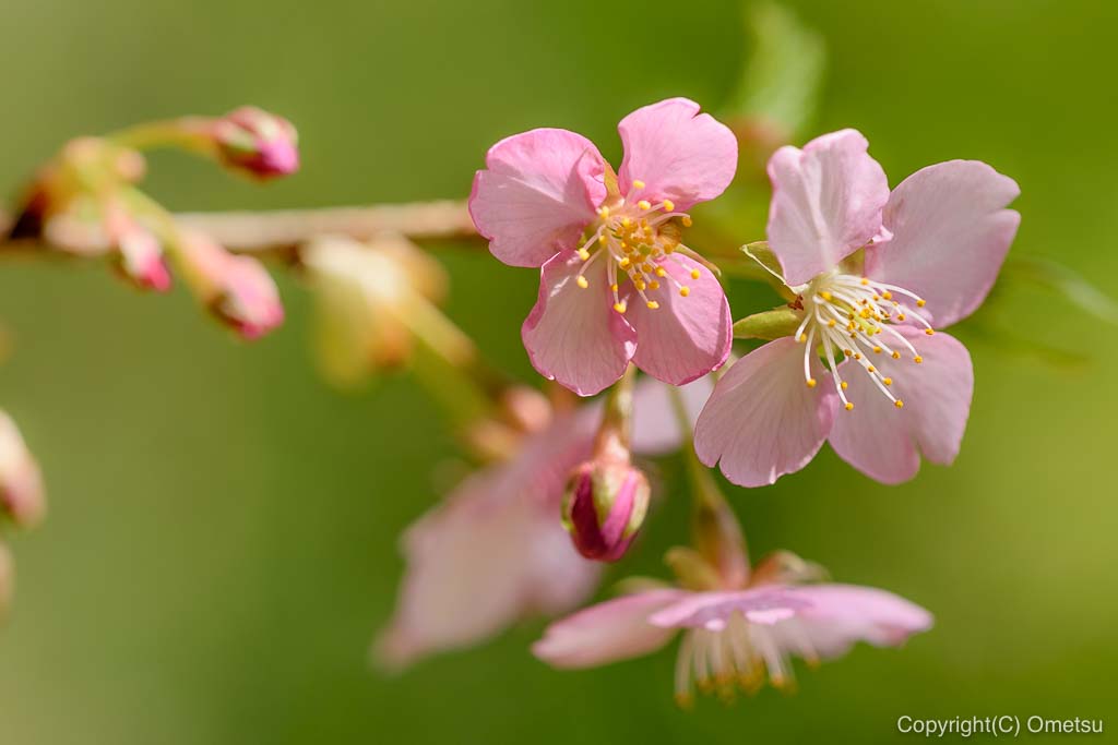 あきる野市・大悲願寺の、早咲きの桜