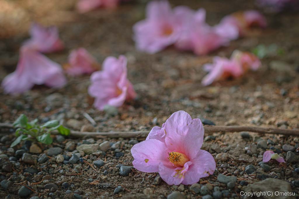 あきる野市・大悲願寺の、椿の花散らし