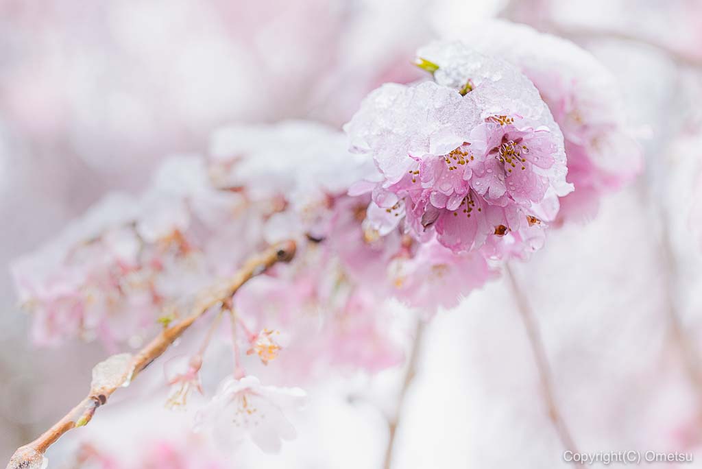青梅・梅岩寺の桜と雪