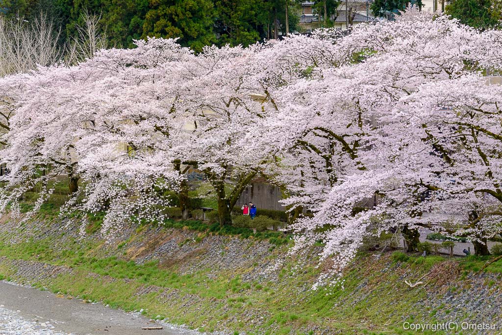 釜の淵公園の桜とカップル