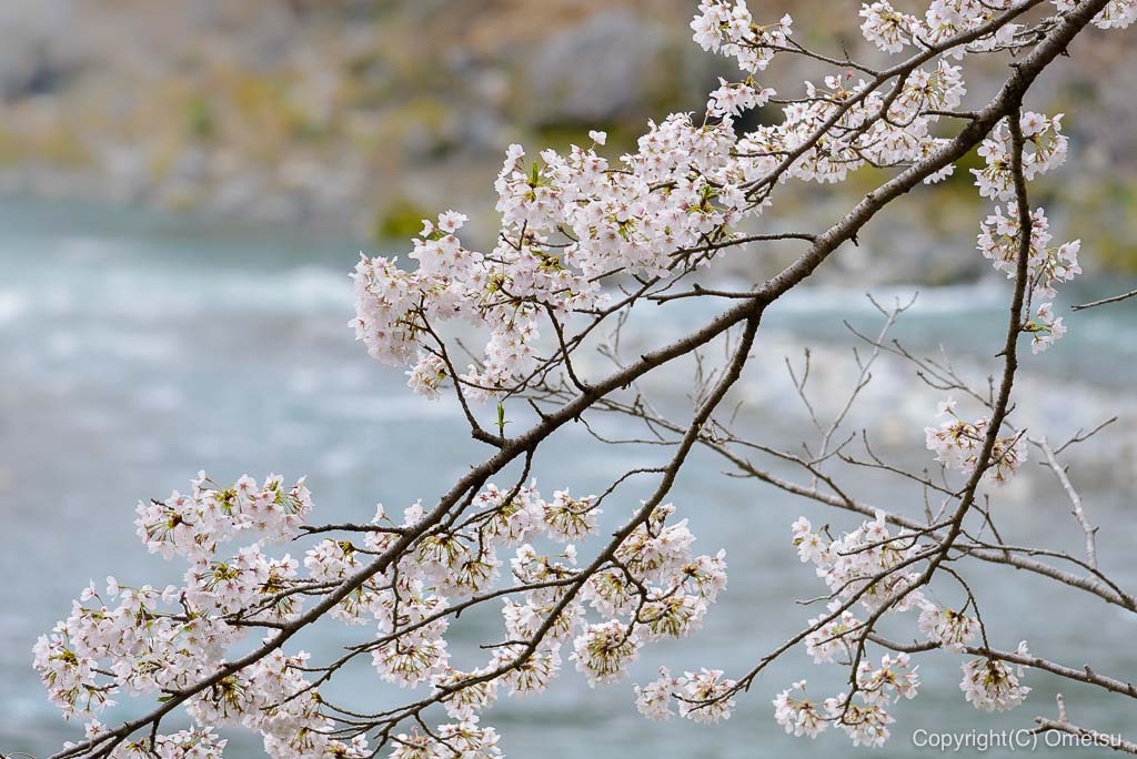 釜の淵公園の桜と多摩川