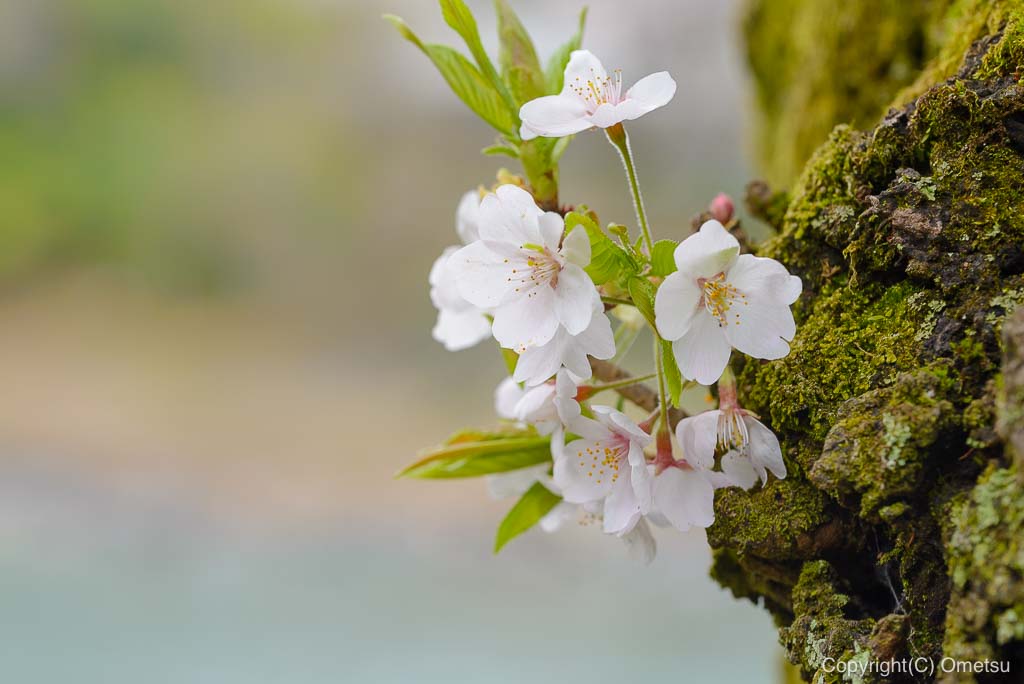 釜の淵公園の老木の桜