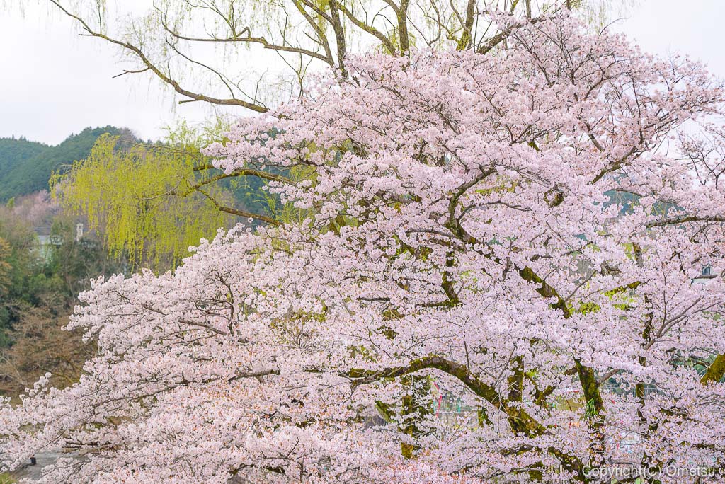 釜の淵公園の桜