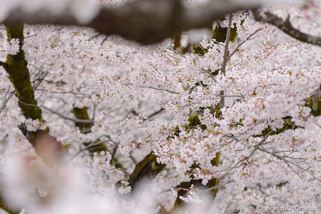 釜の淵公園の桜