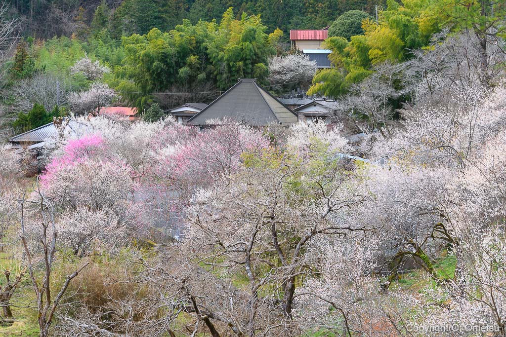 あきる野市・徳雲院の、境内の梅