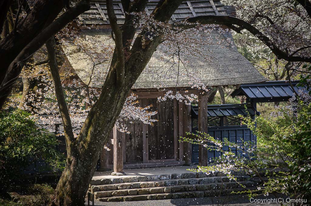 あきる野市・広徳寺の桜