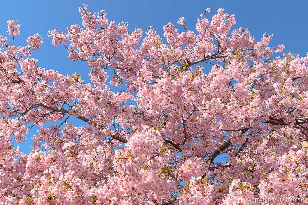 青梅市・天ヶ瀬の金剛寺の、河津桜