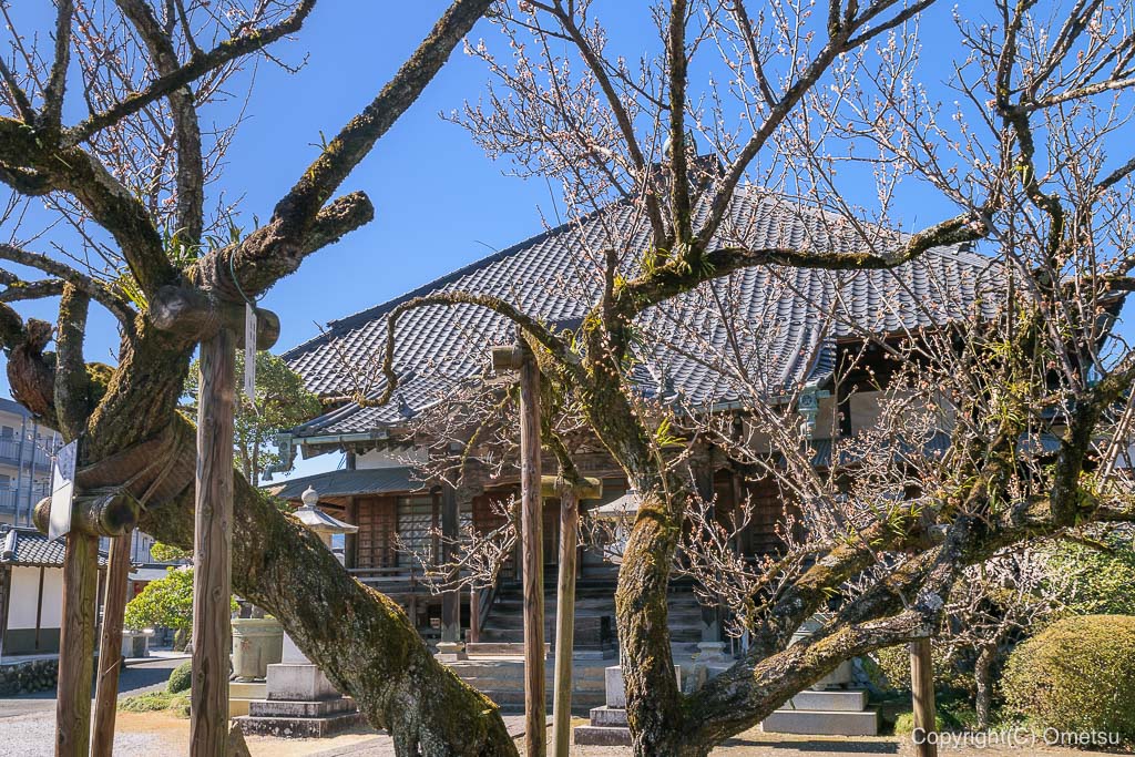 青梅市・天ヶ瀬の金剛寺・本堂と、青梅・由来の木