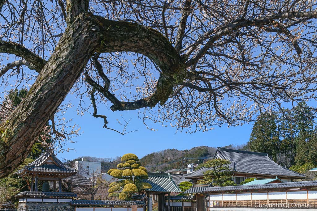 青梅市・天ヶ瀬の金剛寺の、梅
