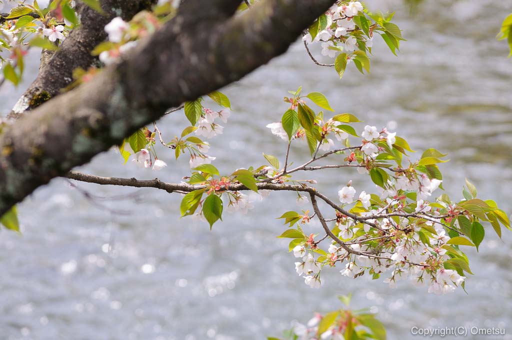 あきる野市・五日市近辺の桜