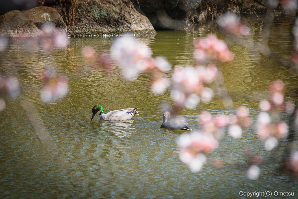 狭山池公園の鳥