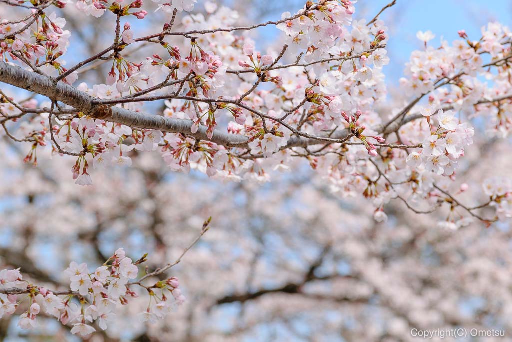 狭山池公園の桜