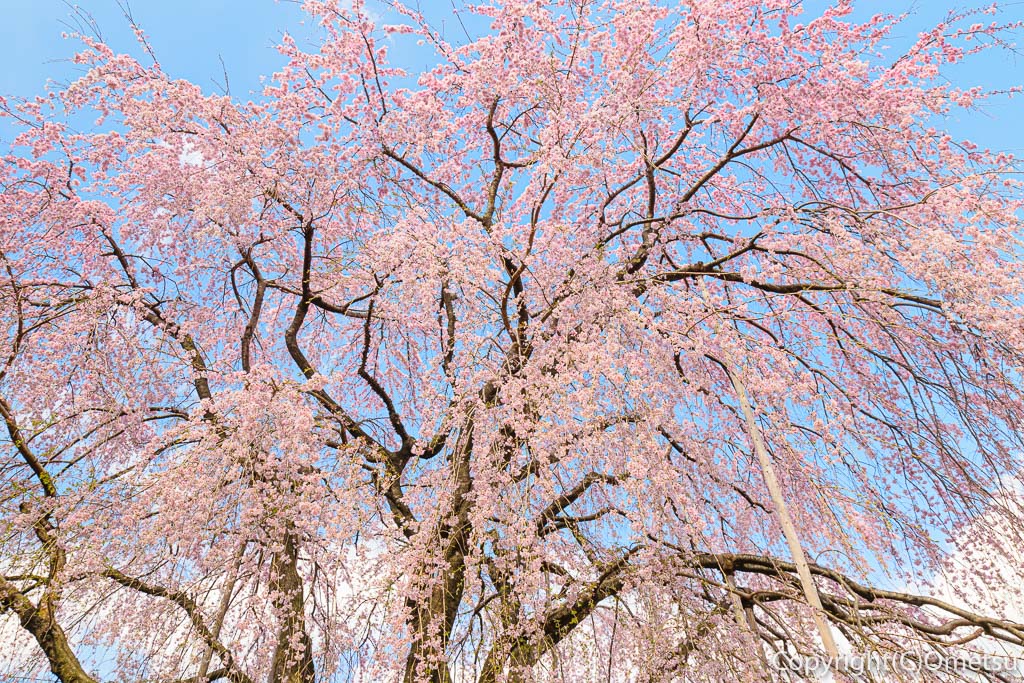 テイクアウト 外出自粛だけど花見 小作の空楽で お花見的 居酒屋料理を おめ通