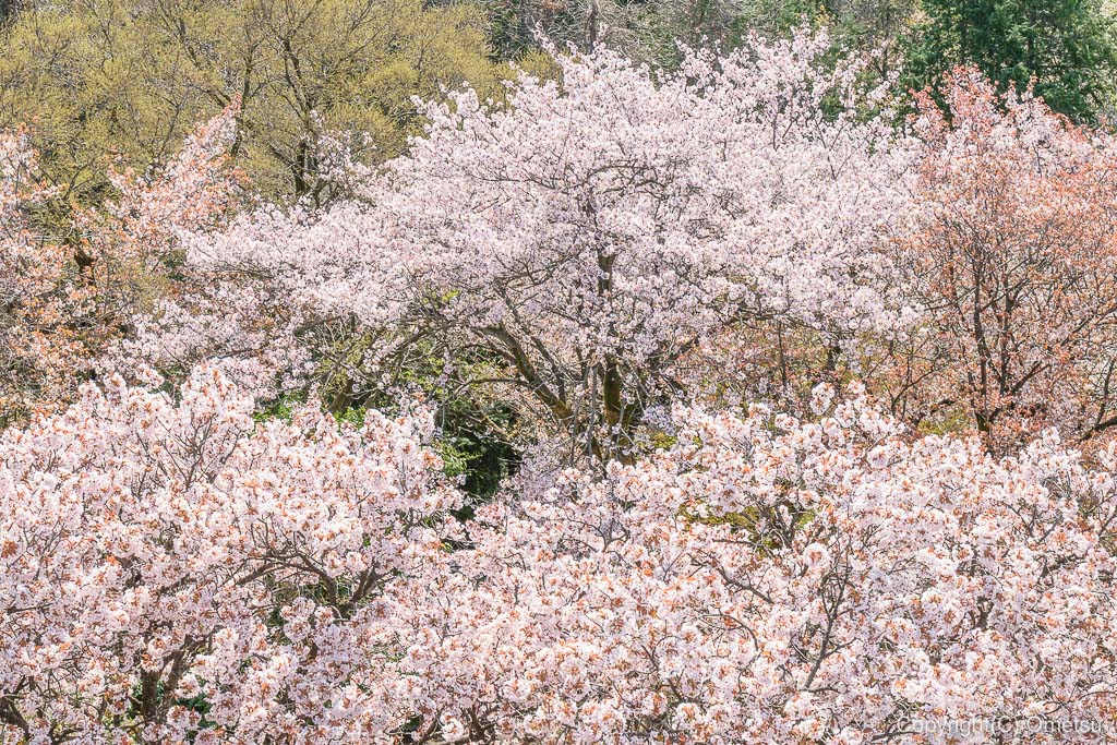 六道山公園の桜