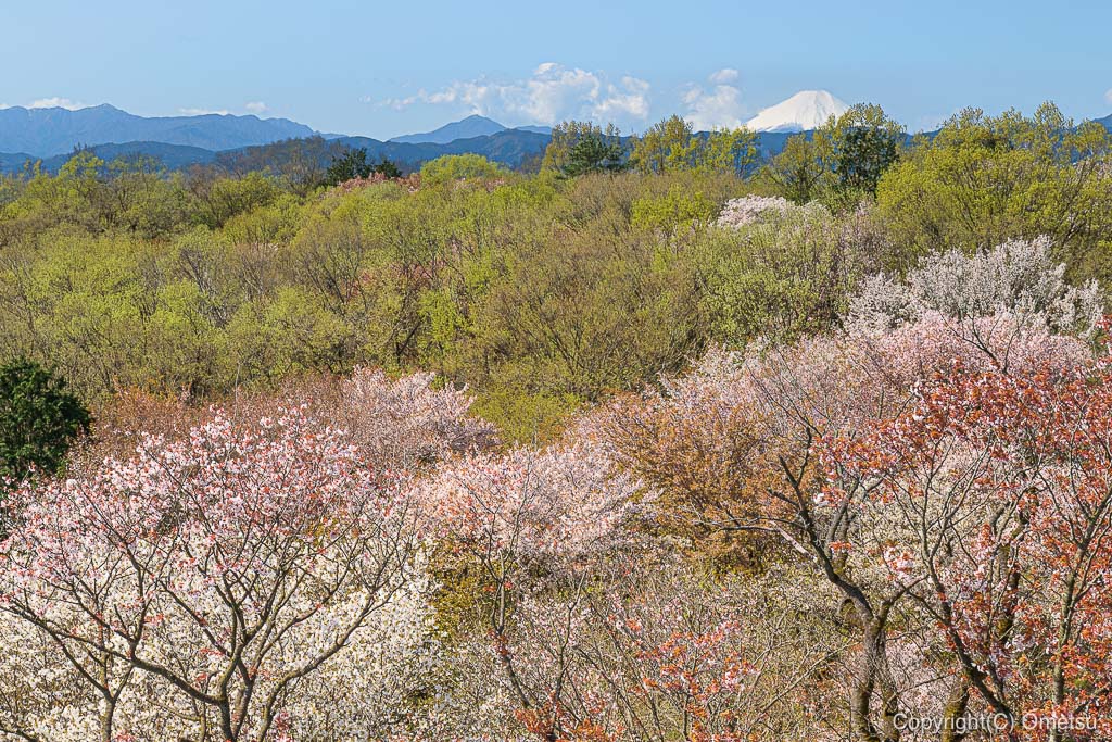東京都・瑞穂町の、都立・野川北・六道山公園からの、桜と富士山