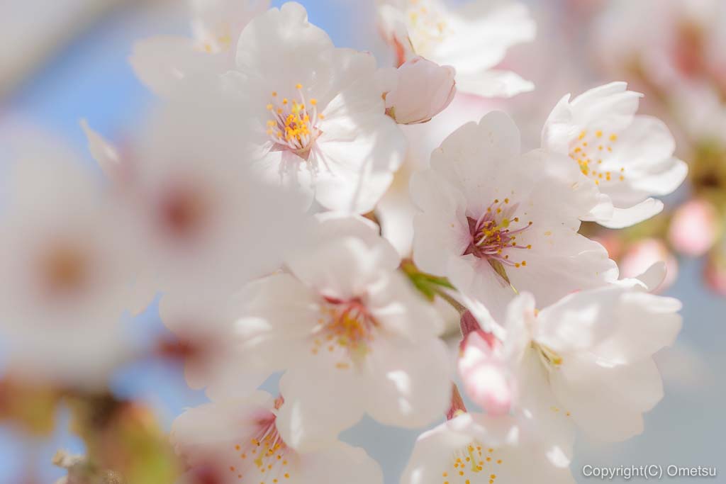 六道山公園の桜