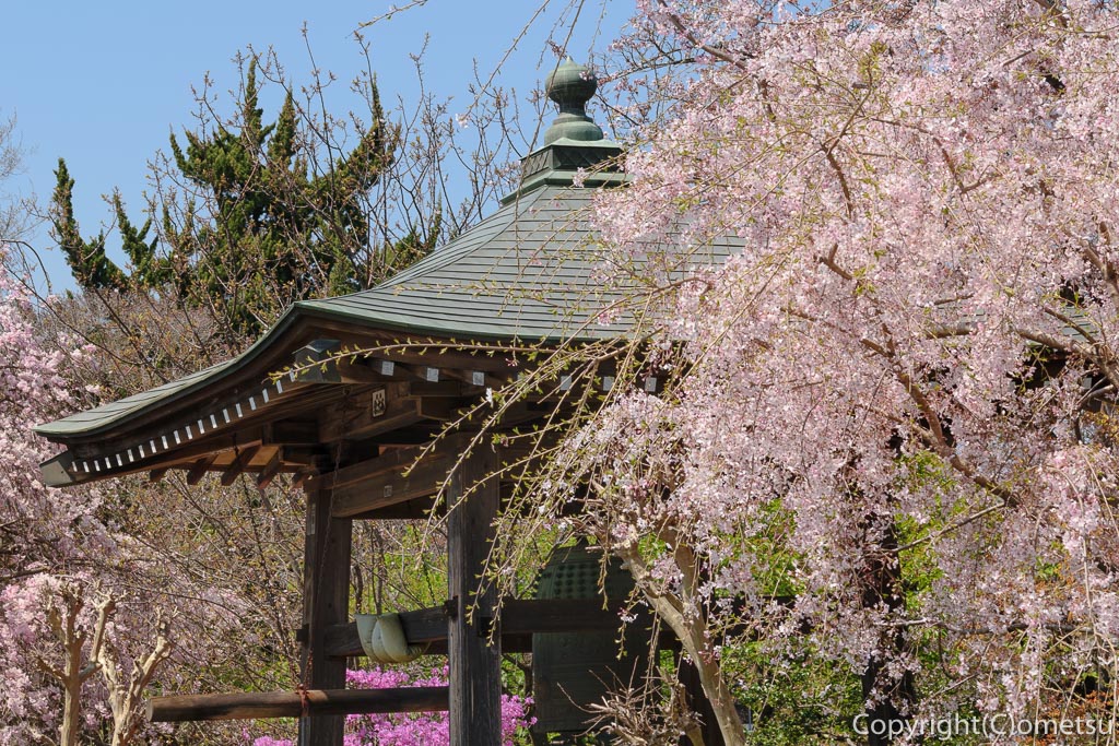 青梅・玉泉寺、しだれ桜の鐘撞き堂