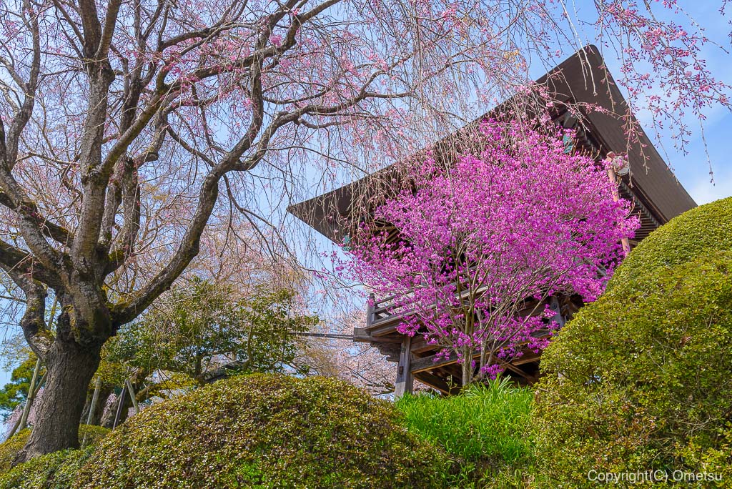 ツツジ咲く、宗泉寺